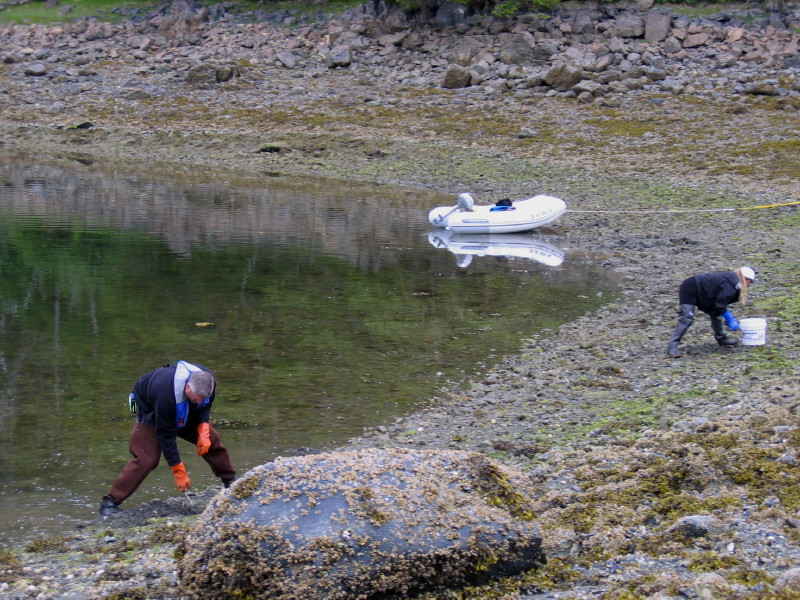 Clamming the beach near Baby Bear Cove